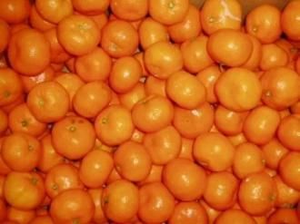 <img class='new_mark_img1' src='https://img.shop-pro.jp/img/new/icons29.gif' style='border:none;display:inline;margin:0px;padding:0px;width:auto;' />ͽ󳫻ϡ̵ץ󥻥ߤ10kg/ߡڸۢߤ󤬿դȯ/ջϤǤޤΤǤդ1128ʹȯͽ