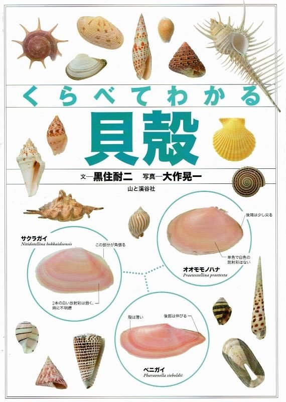 Yahoo!オークション - 貝 標本 貝殻 オキナエビス 貝(翁戎貝) 殼