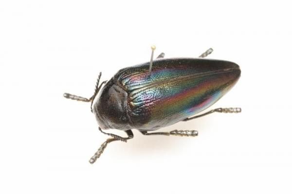 甲虫 - うみねこ通販