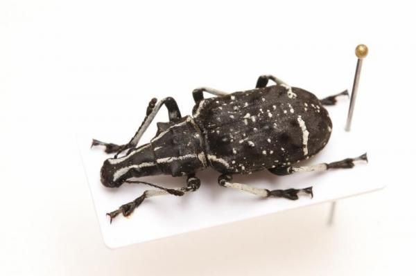 ゾウムシ 甲虫標本 昆虫標本 ホウセキゾウムシ 2匹 メタリック調ライトフレーム