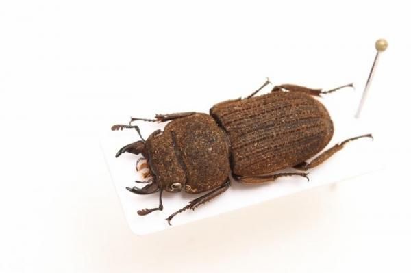 昆虫標本 - うみねこ通販