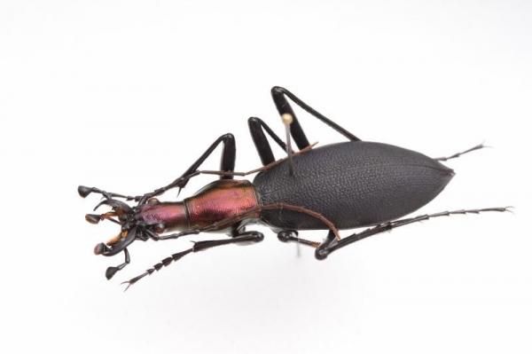 ゾウムシ 甲虫標本 2025年最新】Yahoo!オークション -#ゾウムシ(虫類)の中古品