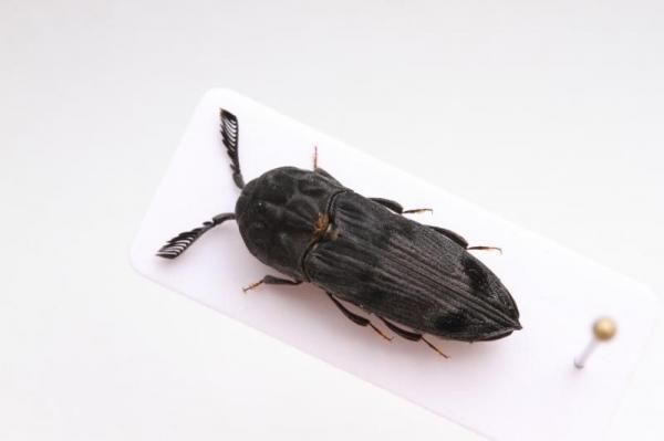 トルコ産　ゴミムシ 10mm 1点限り トルコ産 ゴミムシ 10mm 1点限り トルコ産 ゴミムシ 10mm 1点