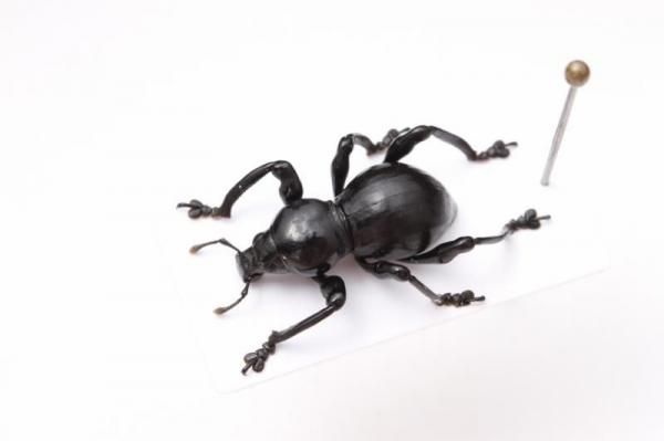 甲虫標本　カミキリムシ、オサムシほか66頭。大型ドイツ標本箱入り 甲虫標本 カミキリムシ、オサムシほか66頭。大型ドイツ標本箱入り