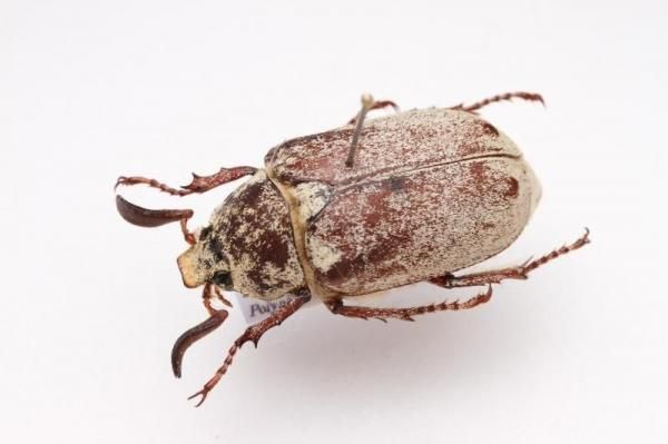 昆虫標本 - うみねこ通販