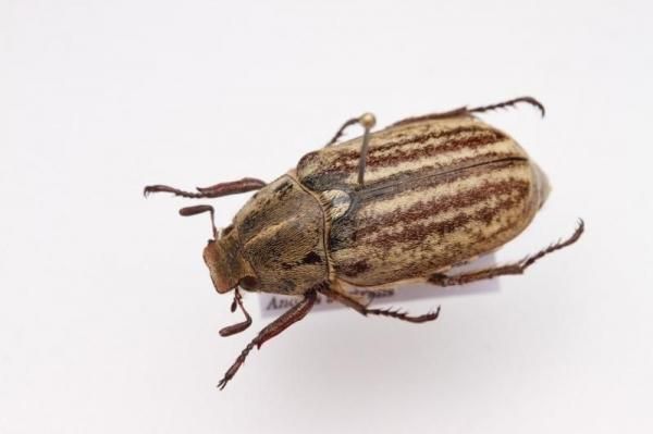 昆虫標本 - うみねこ通販