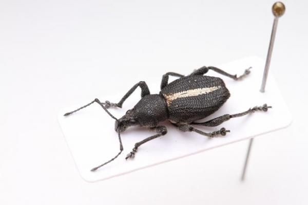 ゾウムシ 甲虫標本 ホウセキカタゾウムシの立体標本に挑戦してみました。イメージは