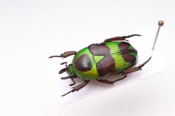 昆虫標本 - うみねこ通販