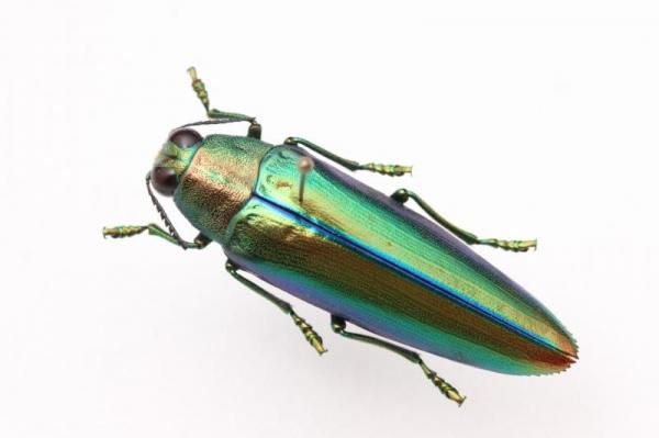 昆虫標本 - うみねこ通販