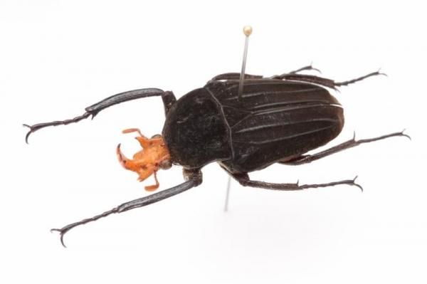 トルコ産　ゴミムシ 10mm 1点限り 昆虫標本 - うみねこ通販