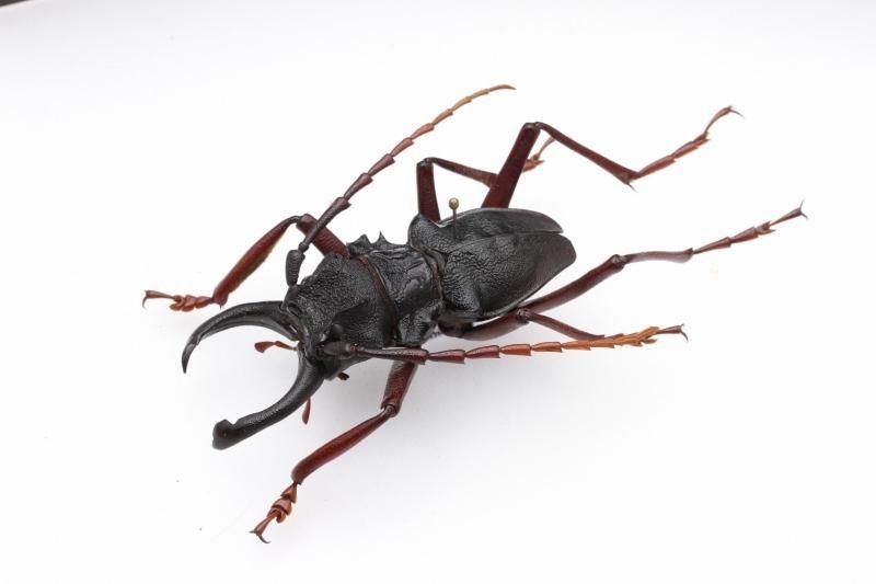 特大コロンビア産オニノコギリカミキリ　79mm 昆虫標本 特大コロンビア産オニノコギリカミキリ 79mm 昆虫標本 - メルカリ