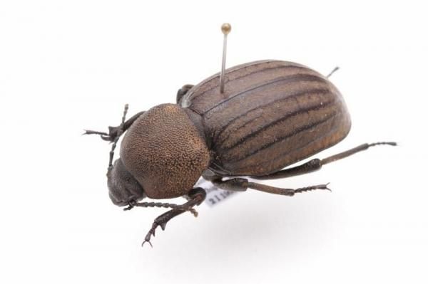 ウズベキスタン産　ゴミムシダマシ　26mm ゴミムシダマシ科 ベニモンキノコゴミムシダマシ♂