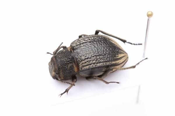 昆虫標本 - うみねこ通販