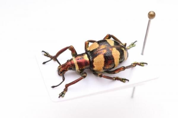 珍しい昆虫標本のご紹介 | じゅんの飼育日記