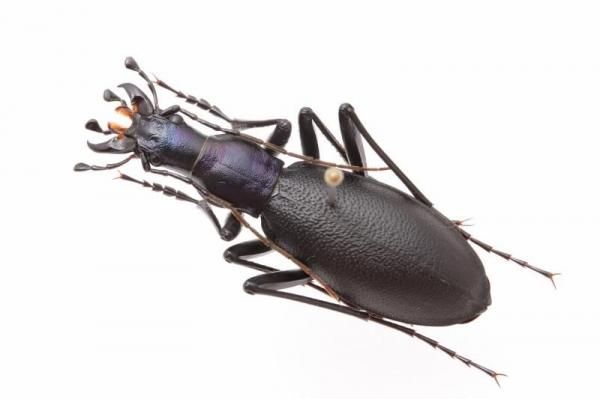 昆虫標本 - うみねこ通販 昆虫標本 - うみねこ通販