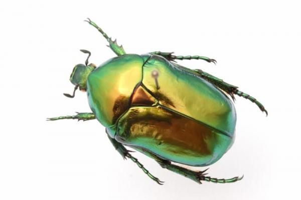 トルコ産　ゴミムシ 10mm 1点限り 昆虫標本 - うみねこ通販