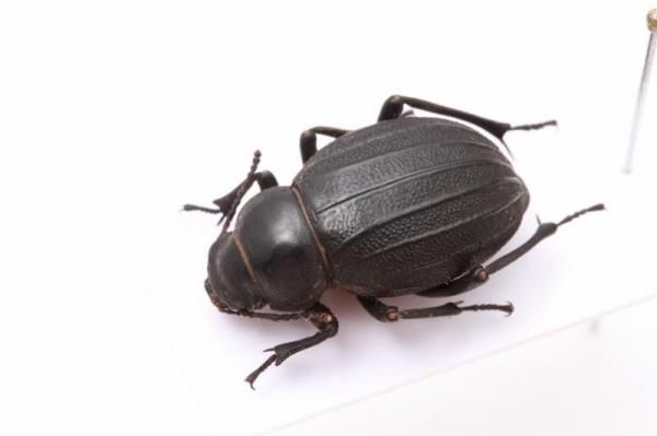 南米コブハムシの仲間 ２ 南米コブハムシの仲間 2 <0729z昆虫標本>
