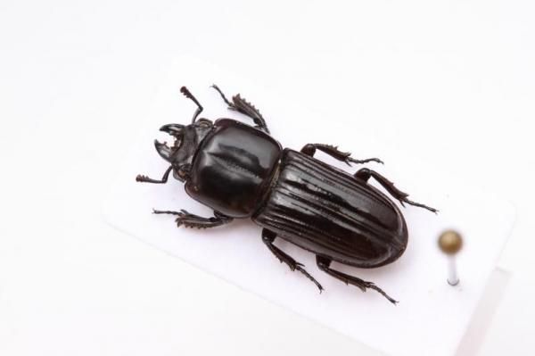 甲虫 - うみねこ通販