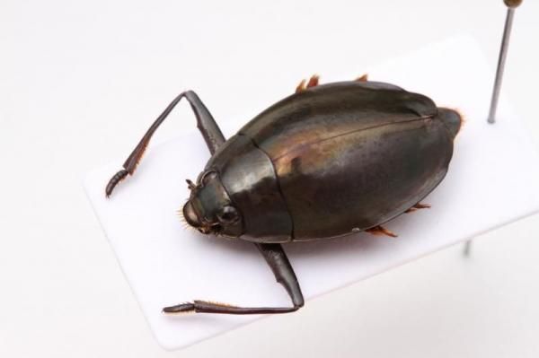 昆虫標本 - うみねこ通販