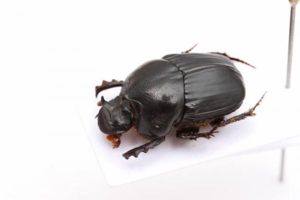 トルコ産　ゴミムシ 10mm 1点限り トルコ産 ゴミムシ 10mm 1点限り トルコ産 ゴミムシ 10mm 1点