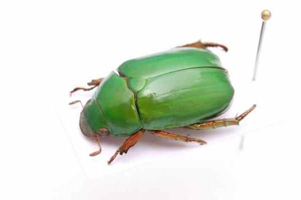 甲虫 - うみねこ通販