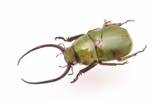 激レア　青いクリスマスビートル　昆虫標本　虫 オーストラリア産 Saprinus sp. 1ex 7mm | 昆虫標本 Diggers