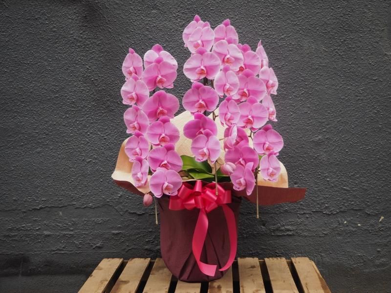 大輪胡蝶蘭ピンク Hanakura Online Shop 大輪胡蝶蘭ピンク Hanakura Online Shop