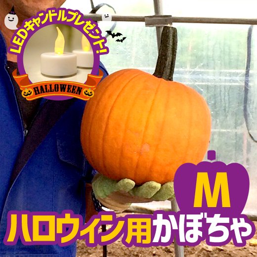 ハロウィン用かぼちゃと夢のコーンの販売｜きふら kifura