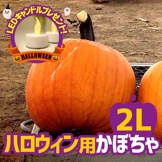 ハロウィン用 かぼちゃ 2L 本物 ジャックオランタン