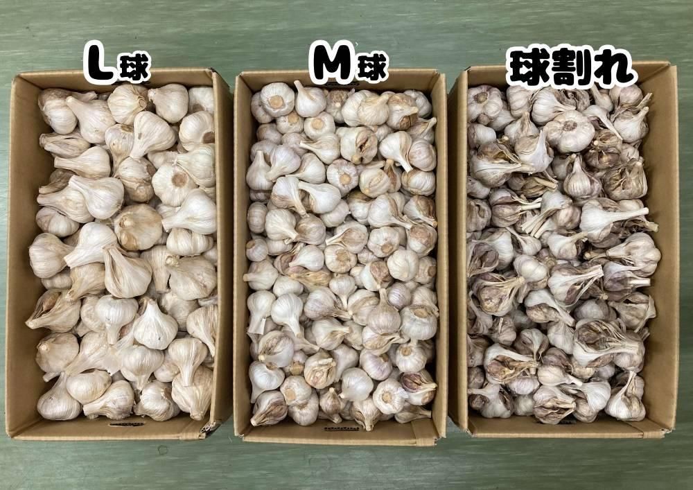 ニンニクの種球【平戸ニンニク】〔固定種〕 - 種の専門店 松尾農園