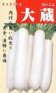 ダイコン〔無消毒種子〕 - 種の専門店 松尾農園 オンラインショップ