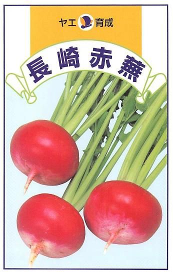赤カブの種 長崎赤カブ 固定種 種の専門店 松尾農園 オンラインショップ 赤カブの種 長崎赤カブ 固定種 種の専門店 松尾農園 オンラインショップ