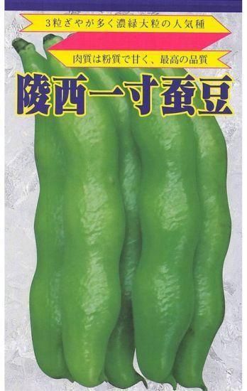 ソラマメの種【陵西一寸】〔固定種〕 - 種の専門店 松尾農園