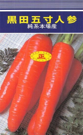 ニンジンの種 黒田五寸 原種育成会 固定種 種の専門店 松尾農園 オンラインショップ ニンジンの種 黒田五寸 原種育成会 固定種 種の専門店 松尾農園 オンラインショップ