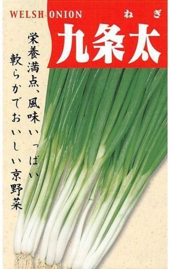 九条太ネギ苗約1000本 楽天市場】ねぎ苗(九条太ネギ苗）4号ポット苗 : 千草園芸
