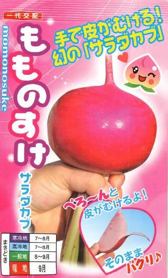 赤カブの種 もものすけ F1 種の専門店 松尾農園 オンラインショップ