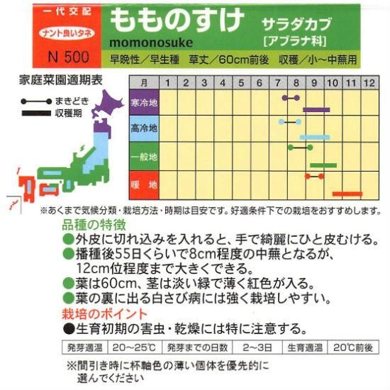 赤カブの種 もものすけ F1 種の専門店 松尾農園 オンラインショップ 赤カブの種 もものすけ F1 種の専門店 松尾農園 オンラインショップ