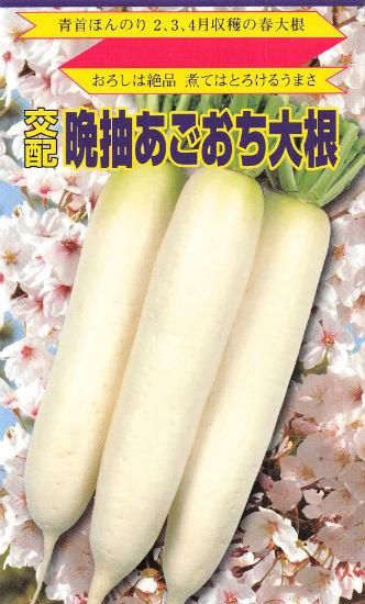ダイコンの種【晩抽あごおち大根】〔F1〕 - 種の専門店 松尾農園