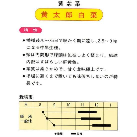 ハクサイの種 黄太郎 F1 種の専門店 松尾農園 オンラインショップ
