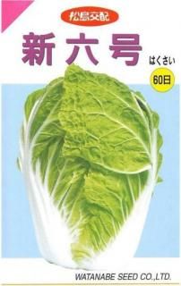 種(ハクサイ) - 種の専門店 松尾農園 オンラインショップ 種(ハクサイ) - 種の専門店 松尾農園 オンラインショップ