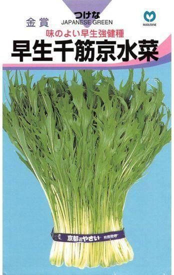 ミズナの種 早生千筋京水菜 固定種 種の専門店 松尾農園 オンラインショップ