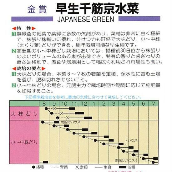 ミズナの種 早生千筋京水菜 固定種 種の専門店 松尾農園 オンラインショップ ミズナの種 早生千筋京水菜 固定種 種の専門店 松尾農園 オンラインショップ