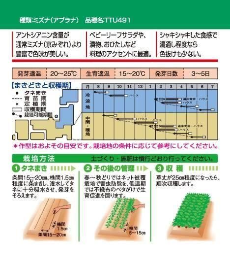 紫ミズナの種 紅法師 固定種 種の専門店 松尾農園 オンラインショップ 紫ミズナの種 紅法師 固定種 種の専門店 松尾農園 オンラインショップ