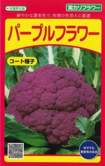 カリフラワー　パープルフラワー 種子 5ml 楽天市場】カリフラワー 種 【 パープルフラワー 】 種子 5ml （ 種