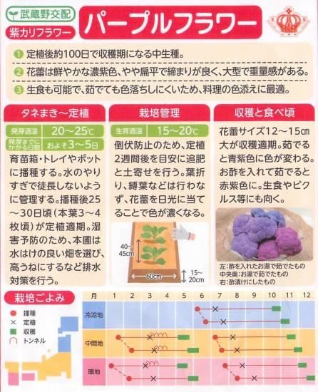 紫カリフラワーの種【パープルフラワー】〔F1〕 - 種の専門店