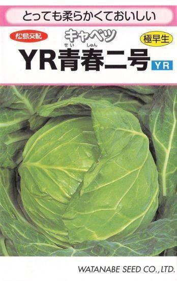 キャベツの種【YR青春二号】〔F1〕 - 種の専門店 松尾農園 オンライン