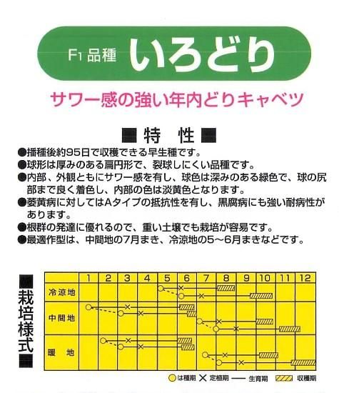 キャベツの種【いろどり】〔F1〕 - 種の専門店 松尾農園