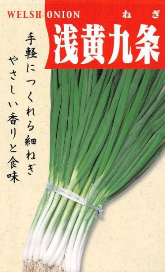 ネギの種 九条細 浅黄九条 固定種 種の専門店 松尾農園 オンラインショップ