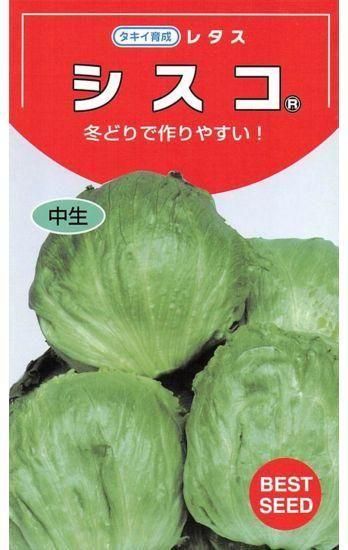 玉レタスの種 シスコ 固定種 種の専門店 松尾農園 オンラインショップ 玉レタスの種 シスコ 固定種 種の専門店 松尾農園 オンラインショップ