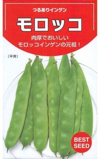 サヤインゲンの種 モロッコ 固定種 種の専門店 松尾農園 オンラインショップ サヤインゲンの種 モロッコ 固定種 種の専門店 松尾農園 オンラインショップ